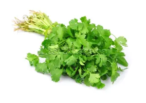 Fresh Coriander / Hara Dhaniya