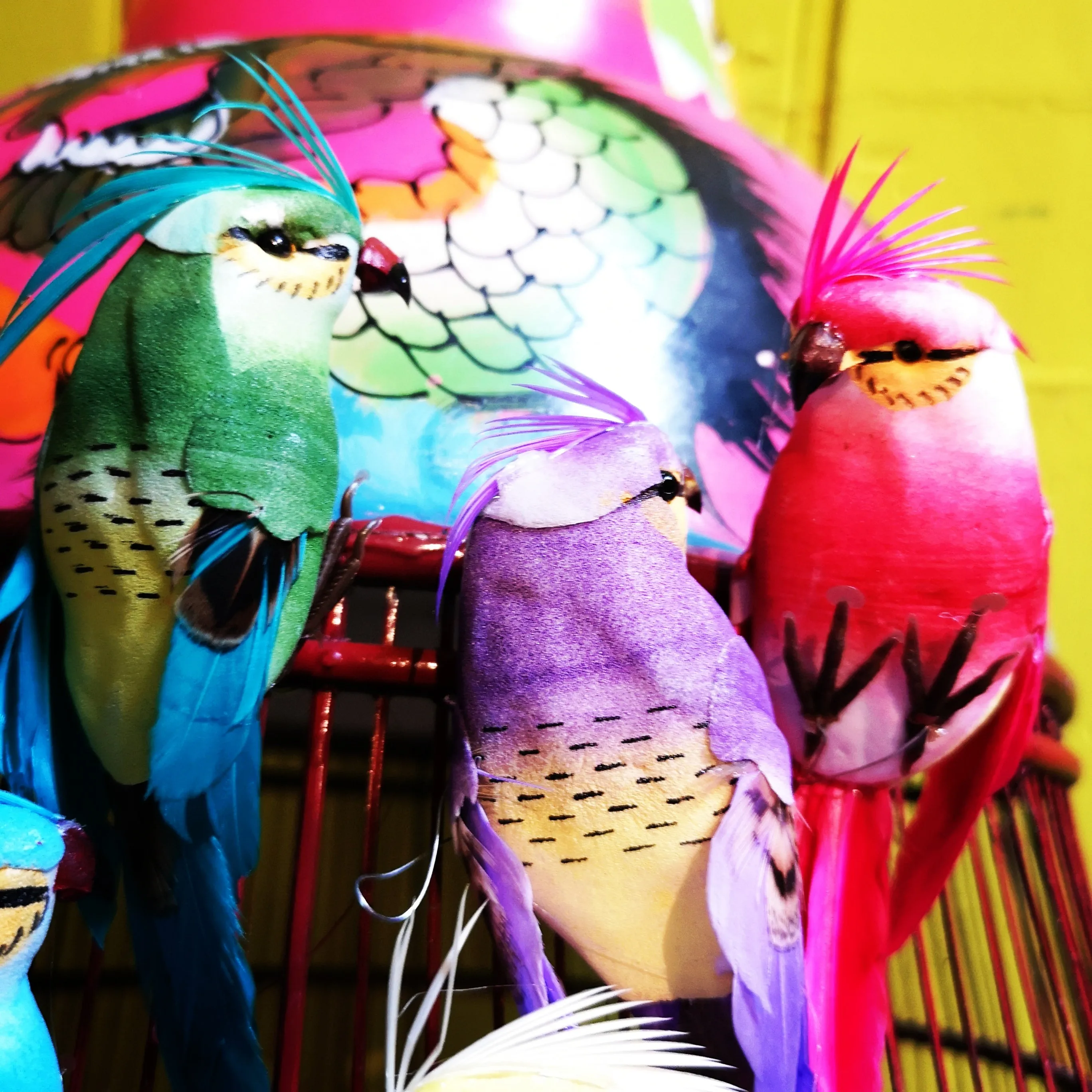 Tropical bird set